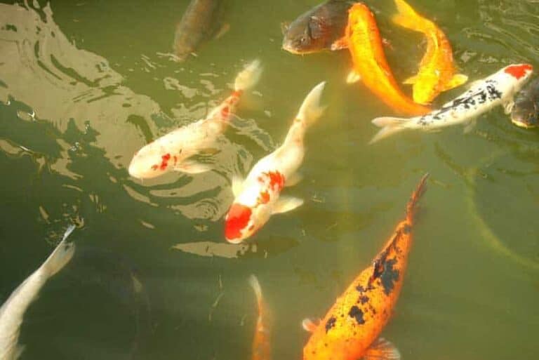 Einen Karpfenteich anlegen gartenteichguide.de