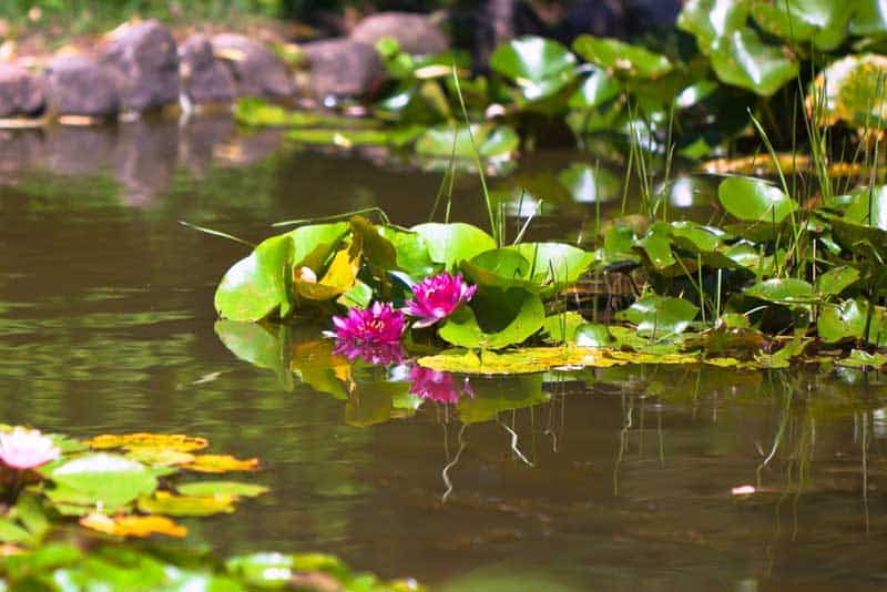 You are currently viewing Teichpflege bei Sommerhitze