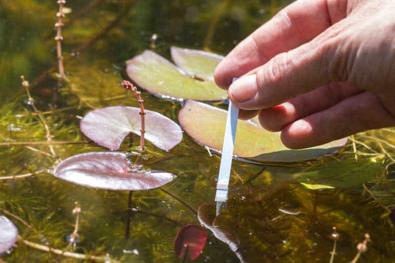 PH Wert Messung vom Teichwasser (depositphotos.com) PH Wert Messung vom Teichwasser (depositphotos.com)