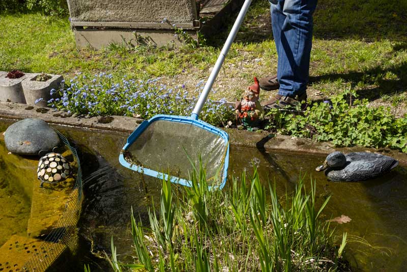 Der Teichkescher zur Teichpflege (depositphotos.com) Der Teichkescher zur Teichpflege (depositphotos.com)
