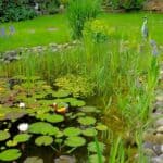 Wasserpflanzen für den Gartenteich