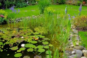 Mehr über den Artikel erfahren Wasserpflanzen für den Gartenteich